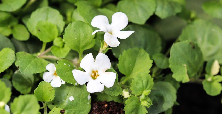 Brahmi & Diabetes Reversal: The Mind-Body Herb Your Metabolism Has Been Waiting For